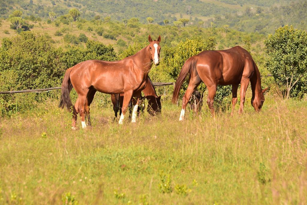 Olepangi Farm Nanyuki Exterior foto
